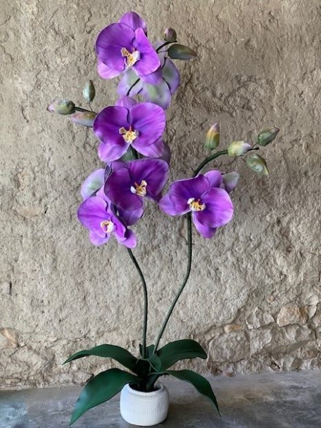 Orchidée violette2